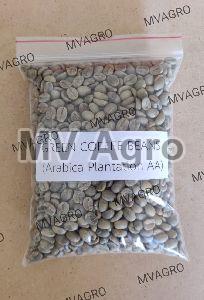 Arabica Plantation AA Green Coffee Beans Scr 18 Washed India