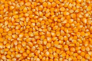 yellow maize