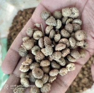 Akarkara seed