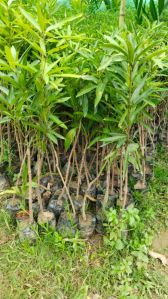 Amprapali mango budded