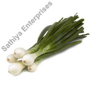 Fresh Spring Onion, Shelf Life : 15days