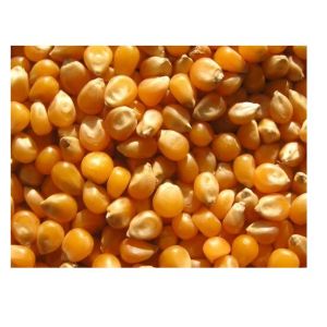 Dried Yellow Maize Seed