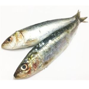 Fresh Oil Sardine Fish