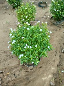 Pinwheel Flower Plant