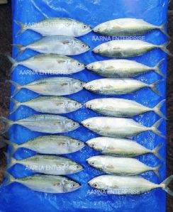 Frozen Indian Mackerel