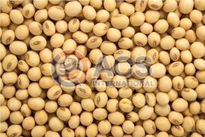 Natural Raw Soybean Seeds, For Cooking, Human Consumption, Certification : FSSAI Certified