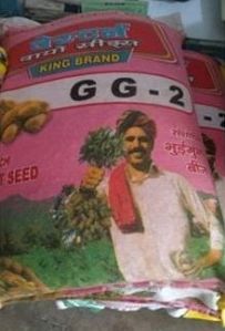 G G-2 Groundnut Seeds