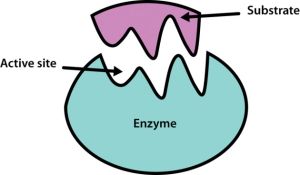 One-stop Enzyme Discovery and Design Services