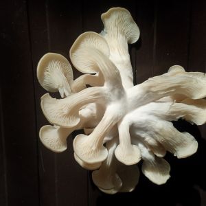 Fresh oysters mushroom