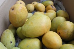 Ulavapadu mangoes