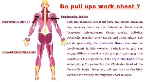 do pull-ups work chest training services