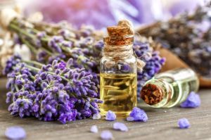 Lavender Oil