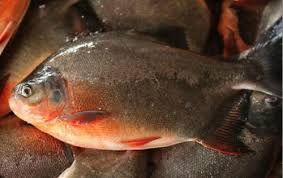 river waval fish