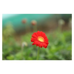 gerbera flower-Alkatraz