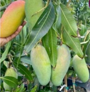 Mango plant