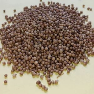 Brown Dried Coriander Seeds