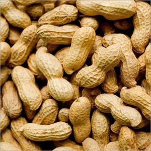 Hybrid Shelled Groundnuts