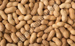 Whole Raw Shelled Groundnuts