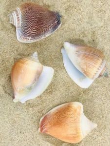 A Grade Natural Seashell