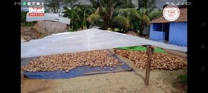 sun dried coconut copra