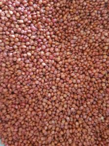 Red sorghum seed Grains