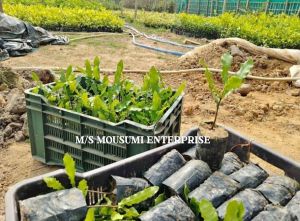 Whole Macadamia Nuts Plant