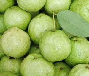 Organic Fresh Guava For Human Consumption