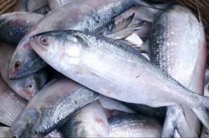 Fresh Hilsa Fish For Human Consumption