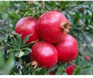 Organic Fresh Pomegranate For Human Consumption