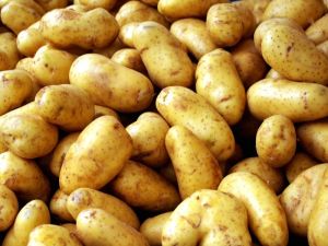 Organic Fresh Potato, Packaging Size : 5-10kg