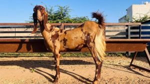 Female Brown Sirohi Goat