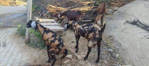 Sirohi Pregnant Goats