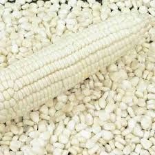 Organic African Tall Maize Seeds, Color : White