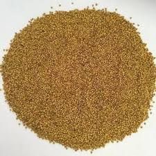 Organic Berseem Grass Seeds For Agriculture