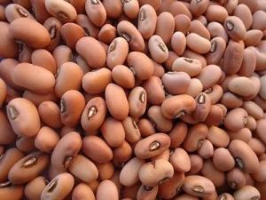 Raw Organic Brown Cowpea Seeds