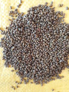 Organic Dhaincha Seeds, Packaging Size : 50kg, 25kg