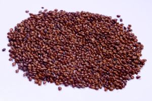 Organic Hedge Lucerne Fodder Seeds, Packaging Type : PP Bags