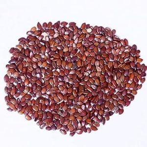 Leucocephala Subabul Seeds, Color : Brown