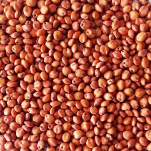 Organic Sorghum Sudan Grass Seeds, Color : Red