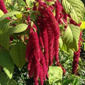 Amaranthus Caudatus Love Lies Bleeding Seeds