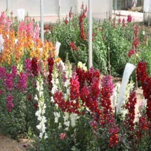 Antirrhinum Maximum Tall Mixed Seeds