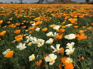 California Poppy Mix Seeds