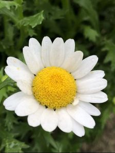 Chrysanthemum Paludosum Seeds