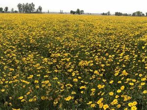 Coreopsis tinctoria Tall Seeds