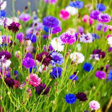 Cornflower Mixed Seeds