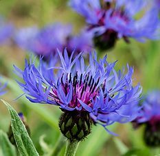 Cornflower Mountain Blue Seeds