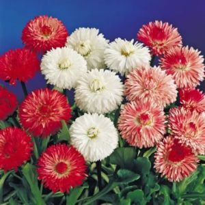 Daisy Double Mix Seeds