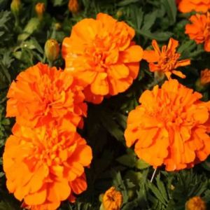 French Orange Marigold Seeds