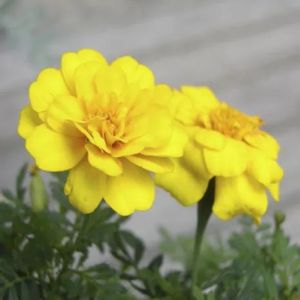 French Yellow Marigold Seeds