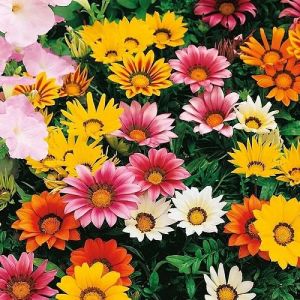 Gazania Sunshine Hybrid Mix Seeds